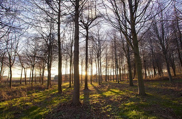 Laubwald  Gegenlicht  Europa  Winter  Großbritannien  spät  Nachmittag  England  Northumberland  Sonne