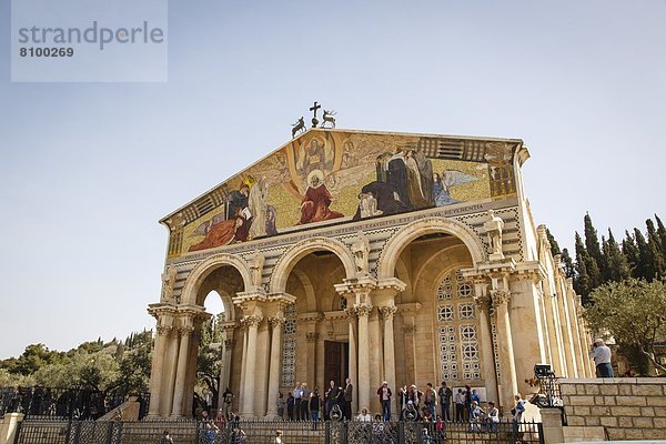 Jerusalem  Hauptstadt  nahe  Kirche  Garten  Schmerz  Naher Osten  Basilika  Israel