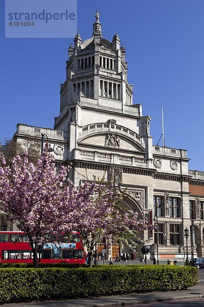 Europa  Baum  Großbritannien  London  Hauptstadt  Kirsche  Blüte  Museum  England