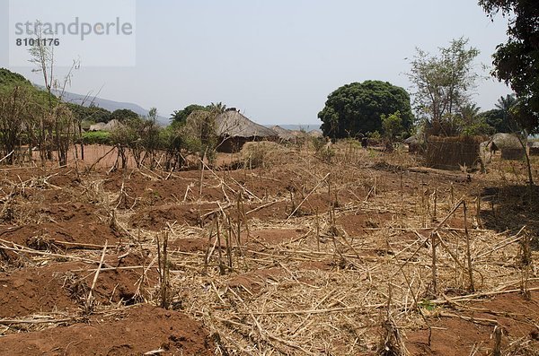 Nutzpflanze  trocken  Dorf  Afrika  Sambia