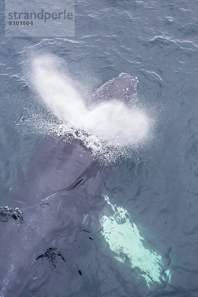 Arbeitswelt  Insel  Wasseroberfläche  Erwachsener  Antarktis  auftauchen  Wal