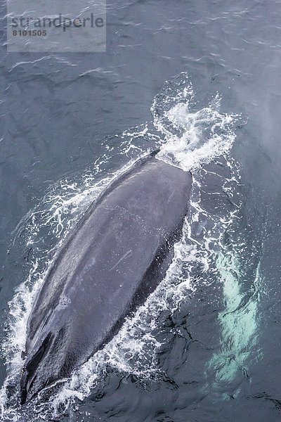 Arbeitswelt  Insel  Wasseroberfläche  Erwachsener  Antarktis  auftauchen  Wal