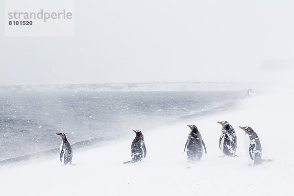 Kaiserpinguin  Aptenodytes forsteri  Sturm  Eselspinguin  Pygoscelis papua  Langschwanzpinguin  Erwachsener  Antarktis  Deception Island  Schnee