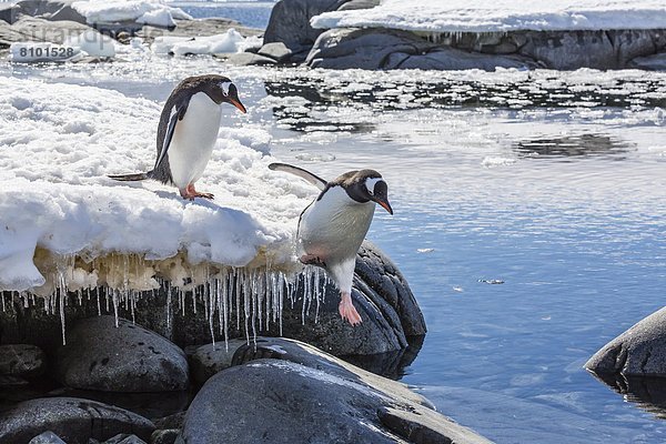 Hafen  springen  Gezeiten  Eselspinguin  Pygoscelis papua  Langschwanzpinguin  Erwachsener  Antarktis  Pinguin