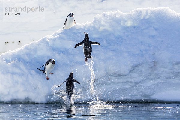 Fischereihafen  Fischerhafen  Kaiserpinguin  Aptenodytes forsteri  springen  Eis  Eselspinguin  Pygoscelis papua  Langschwanzpinguin  Erwachsener  Antarktis