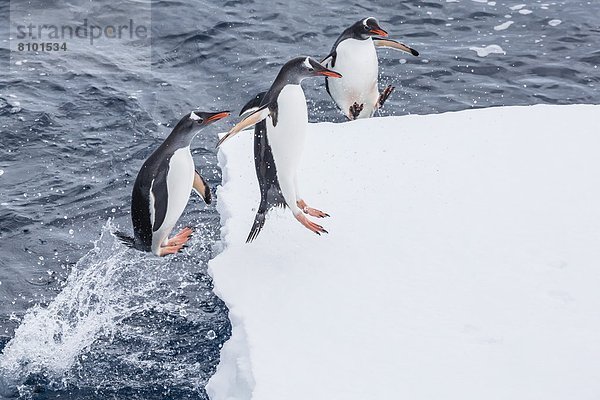 Kaiserpinguin  Aptenodytes forsteri  springen  Arbeitswelt  Eis  Insel  Eselspinguin  Pygoscelis papua  Langschwanzpinguin  Erwachsener  Antarktis