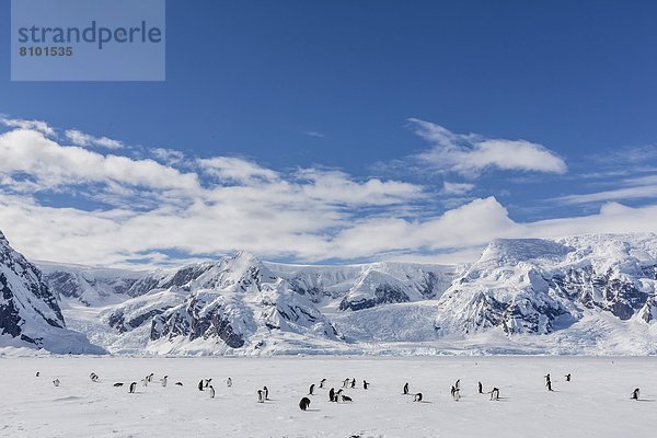 Kaiserpinguin  Aptenodytes forsteri  Arbeitswelt  Insel  Eselspinguin  Pygoscelis papua  Langschwanzpinguin  Erwachsener  Antarktis