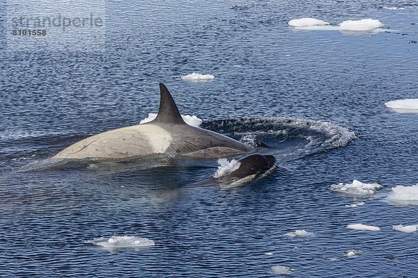 Schwertwal  Orcinus orca  nahe  geselliges Beisammensein  Reise  Wal  Antarktis  Halbinsel  Knüpfen von Kontakten