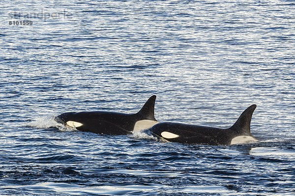 Schwertwal  Orcinus orca  nahe  geselliges Beisammensein  Reise  Wal  Antarktis  Halbinsel  Knüpfen von Kontakten  Meerenge