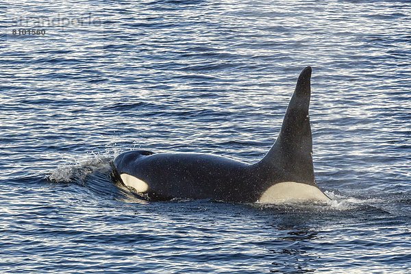 Schwertwal  Orcinus orca  Bulle  Stier  Stiere  Bullen  nahe  geselliges Beisammensein  Reise  Antarktis  Halbinsel  Knüpfen von Kontakten  Meerenge  Wal