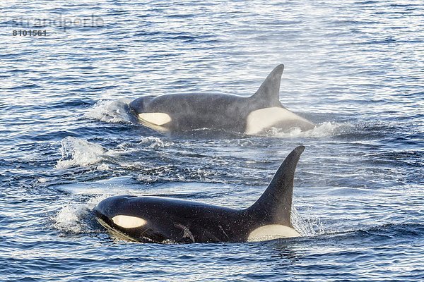 Schwertwal  Orcinus orca  nahe  geselliges Beisammensein  Reise  Wal  Antarktis  Halbinsel  Knüpfen von Kontakten  Meerenge