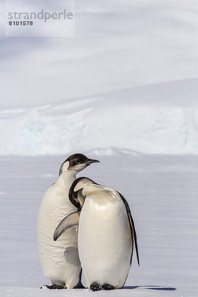Kaiserpinguin  Aptenodytes forsteri  Antarktis