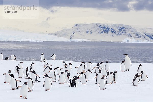 Antarktis  Pinguin
