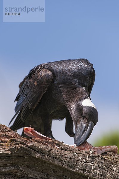 Krähe  Kolkrabe  Corvus corax  Rechnung  Afrika  Kadaver  Äthiopien  füttern  dicht