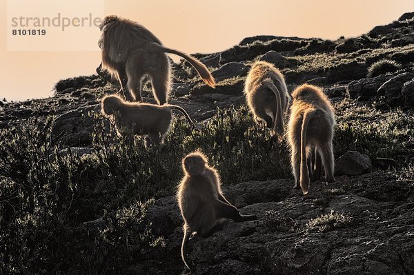 Blutbrustpavian  Dschelada  Sonnenuntergang  Steilküste  Afrika  Äthiopien