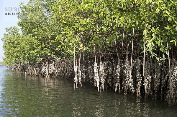 Westafrika  hoch  oben  Wachstum  Wurzel  Sumpf  Auster  Afrika  Gambia  Mangrove