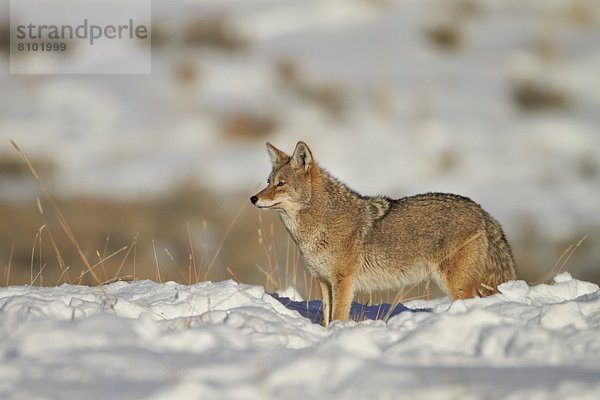 Vereinigte Staaten von Amerika  USA  Kojote  Canis latrans  Nordamerika  Yellowstone Nationalpark  Schnee  Wyoming