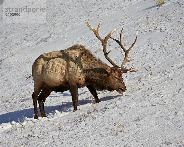 Vereinigte Staaten von Amerika  USA  Elch  Alces alces  Bulle  Stier  Stiere  Bullen  Winter  Nordamerika  Yellowstone Nationalpark  füttern  Wyoming