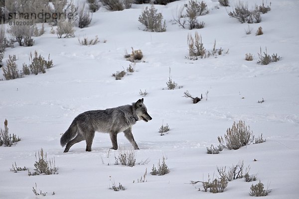 Grauwolf Canis lupus pambasileus Winter Amerika rennen Nordamerika Verbindung Yellowstone Nationalpark Schlucht Schnee Wyoming