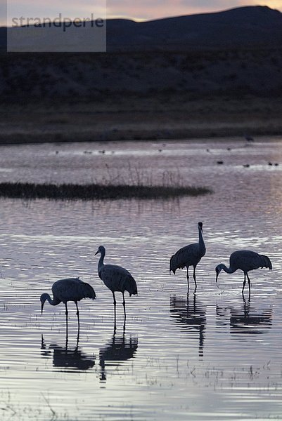 Vereinigte Staaten von Amerika  USA  Sonnenuntergang  Nordamerika  Erdhügel  Flucht  New Mexico  Wildtier