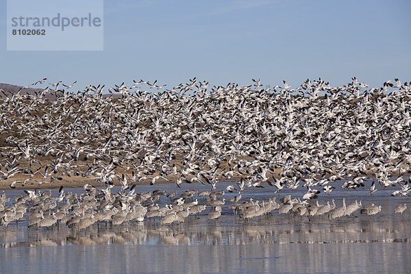 Vereinigte Staaten von Amerika  USA  stehend  Wasser  fliegen  fliegt  fliegend  Flug  Flüge  Nordamerika  Gans  Erdhügel  Flucht  New Mexico  Schnee  Wildtier