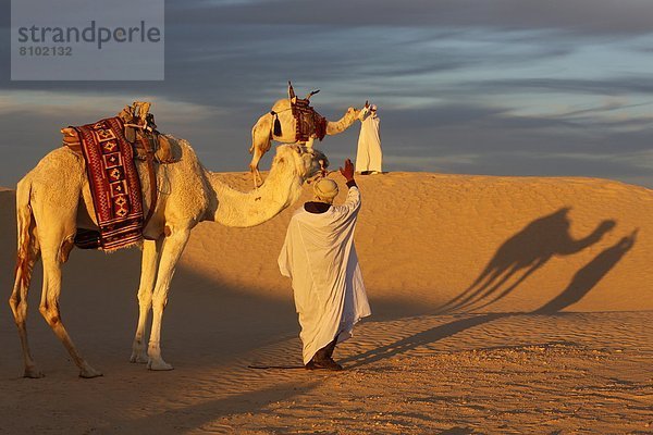 Nordafrika  fahren  Sahara  Besuch  Treffen  trifft  Afrika  Kamel  Douz  Tunesien