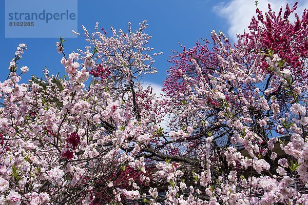 Tokyo  Hauptstadt  Kirsche  Blüte  Asien  Japan  Shinjuku