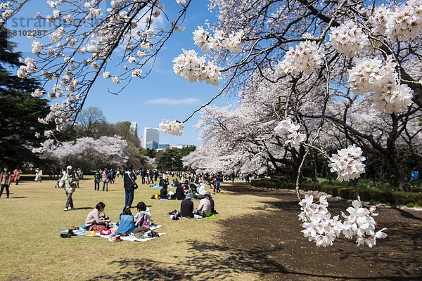 Picknick  Tokyo  Hauptstadt  Kirsche  Blüte  Asien  Japan  Shinjuku