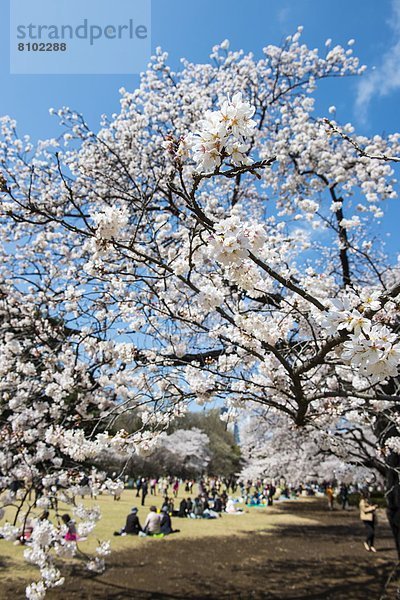 Picknick  Tokyo  Hauptstadt  Kirsche  Blüte  Asien  Japan  Shinjuku