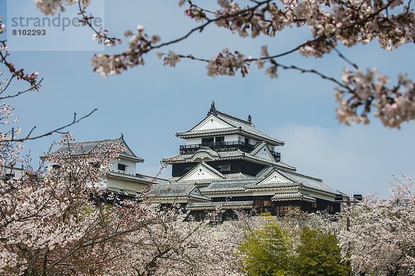 Palast  Schloß  Schlösser  Kirsche  Blüte  Asien  Japan