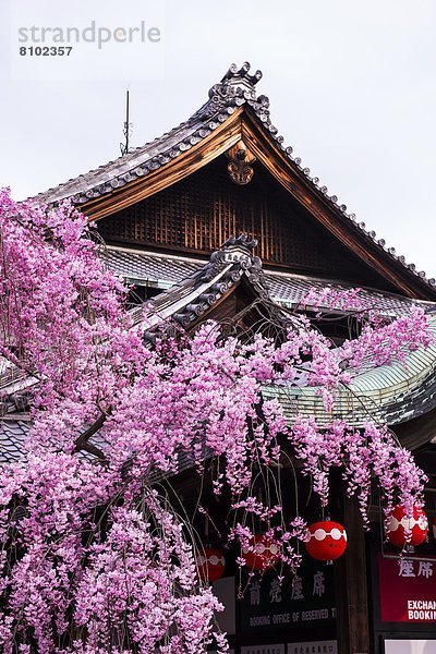 Baum  Kirsche  Blüte  Asien  Geisha  Japan  Kyoto  Viertel Menge