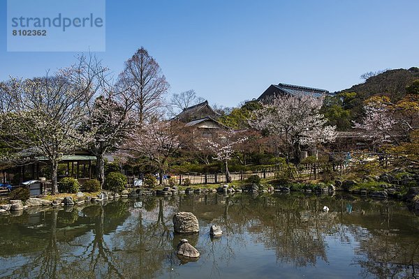 Kirsche  Blüte  Asien  Japan  Kyoto