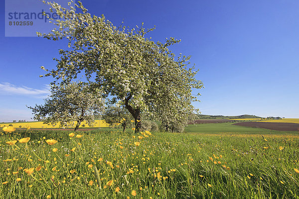 Apfelbaumblüte im Nördlinger Ries  Bayern  Deutschland