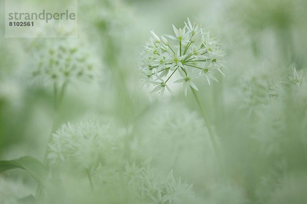 Blühender Bärlauch (Allium ursinum)