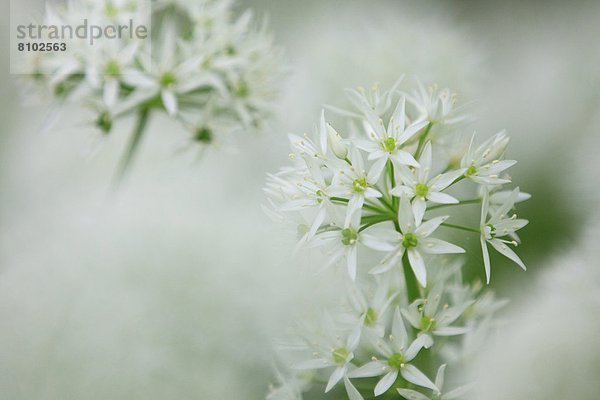 Blühender Bärlauch (Allium ursinum)