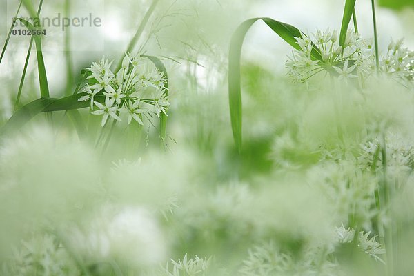 Blühender Bärlauch (Allium ursinum)