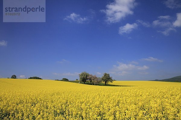 Rapsblüte im Naturpark Hann. Münden  Niedersachsen  Deutschland