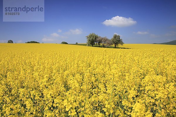 Rapsblüte im Naturpark Hann. Münden  Niedersachsen  Deutschland