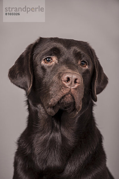 Brauner Labrador Retriever  Portrait