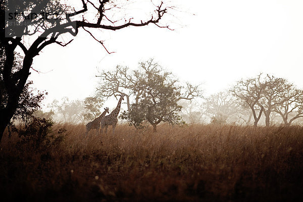stehend Gras Giraffe Giraffa camelopardalis Akazie Napiergras (Pennisetum purpureum) Elefantengras