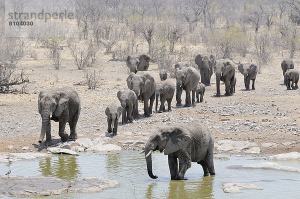 Afrikanische Elefanten (Loxodonta africana)  Elefantenherde läuft zum Moringa-Wasserloch