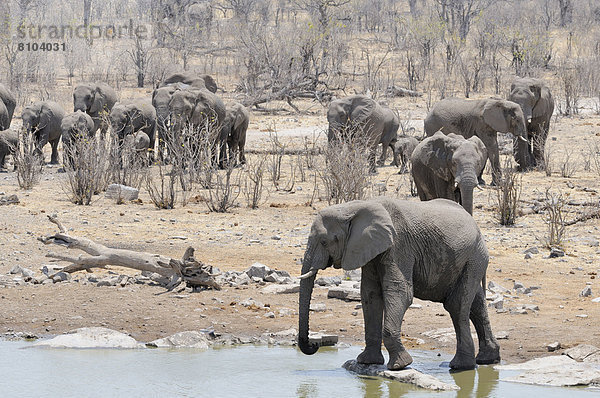 Afrikanische Elefanten (Loxodonta africana)  Elefantenherde am Moringa-Wasserloch