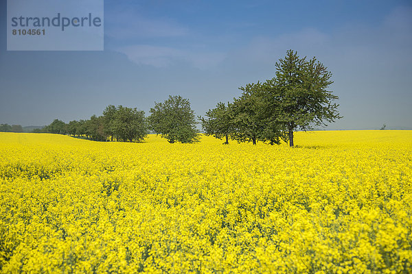 Rapsfeld mit Bäumen