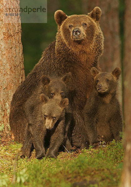 Braunbär (Ursus arctos)  Weibchen mit Jungtieren