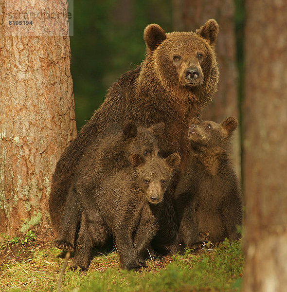 Braunbär (Ursus arctos)  Weibchen mit Jungtieren