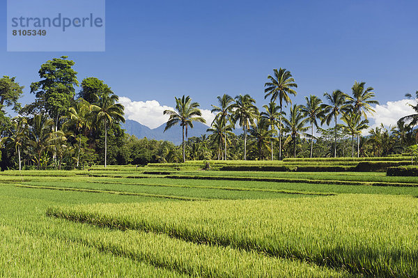 Reisfelder mit Kokospalmen