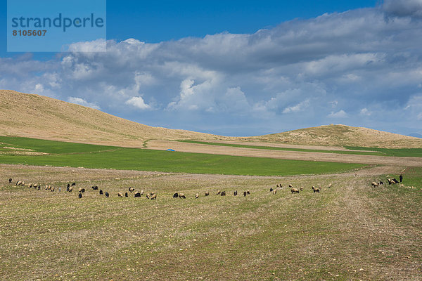 Weide an der Grenze zum Iran