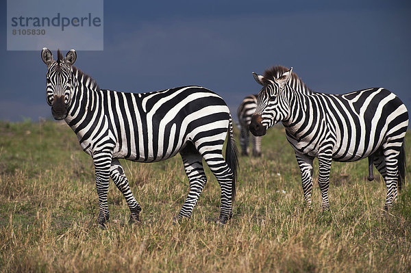 Böhm-Zebras (Equus quagga boehmi) im aufziehenden Gewitter