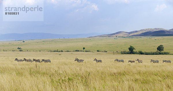Böhm-Zebras (Equus quagga boehmi)  Zebraherde in der Savannenlandschaft