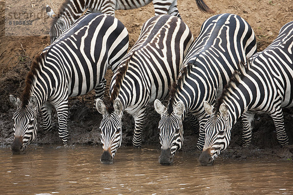 Zebras (Equus quagga) trinkend am Flussufer des Talek River
